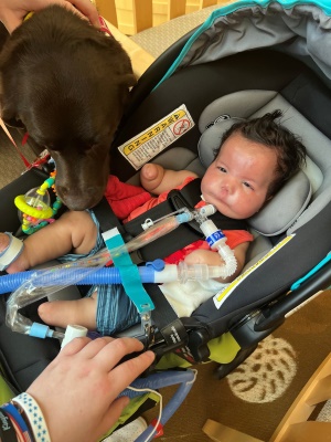 Litta the Children's Mercy facility dog visits Kingston, a baby in a carseat.