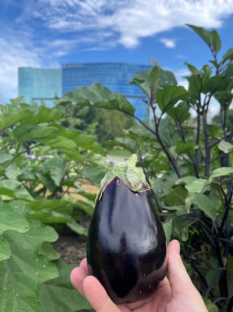 A hand holding up a small eggplant, with the Children's Mercy Community Garden in the background