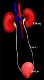 Illustration of two kidneys, ureters and a bladder.