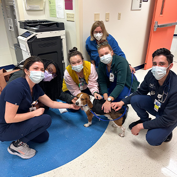 Six Adele Hall Children's Mercy staff members petting a beagle with the Pet Pals Program.