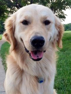 Bode (golden retriever)