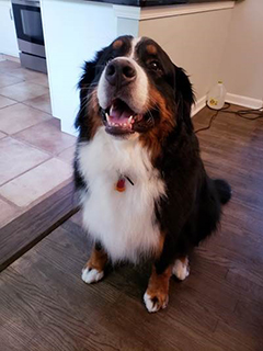 Carl (Bernese mountain dog)