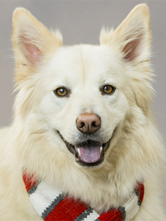 Caymus (white haired dog with red and white scarf tied around its neck)