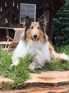 Lady B (rough collie dog)