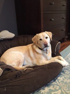 Lily (golden labrador)