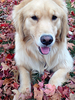 Miami (golden retriever)