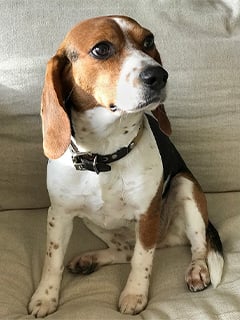 Nellie (beagle dog)