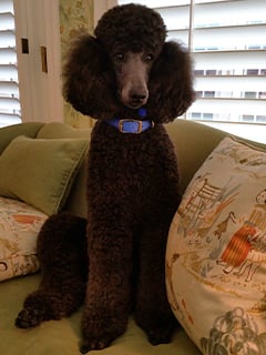 Otto Francis (black standard poodle)