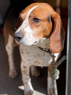 Brown and white beagle dog named Chase.