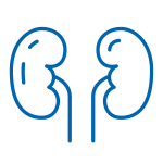 A line drawing of the human kidneys