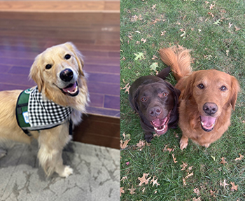 Collage photo of Jellybean (golden retriever) on the right and Litta (chocolate lab) with Hunter (golden retriever) on the left.
