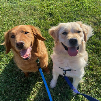 Hunter and Milly (Golden Retrievers)