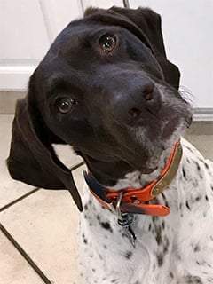 Dark brown and white German shorthaired pointer dog named Schatzi.