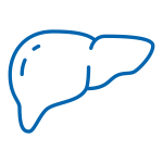 A line drawing of the human liver