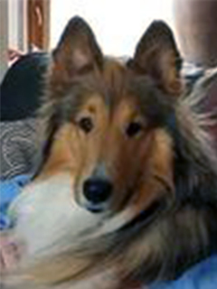 Brown and white rough collie dog named Opus.