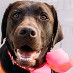 Litta wearing a big, pink bow around her neck. She is a chocolate Labrador Retriever.