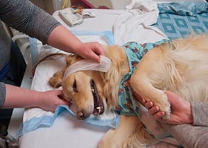 The EMU tech at Children's Mercy add a bandage to Hope's head to secure everything in place.