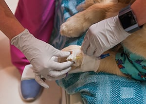 Hope demonstrates an IV in the EMU at Children's Mercy.