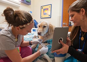 Hope receives an IV in the EMU at Children's Mercy.