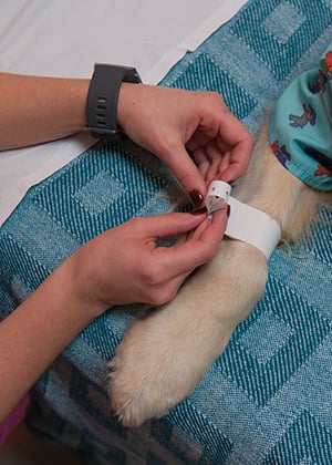 Hope wears a special bracelet for the EMU at Children's Mercy.