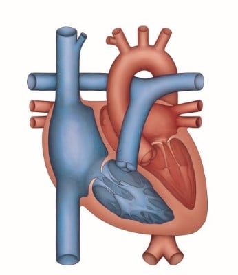 The structure of a heart at Children's Mercy