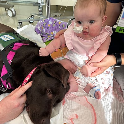 An infant in a hospital room is held up by the hands of someone out of frame. She is petting a facility dog lying on the floor next to her. The dog has a red collar that reads “Litta,” a pink nylon lead and a green therapy dog vest. The baby is wearing a pink shirt and has tubes leading away from her body to equipment behind her.  