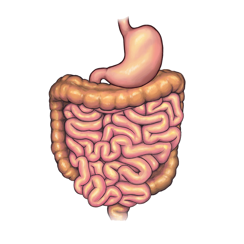 Stomach before bariatric weight loss surgery