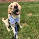 Benny, Golden retriever in a blue bandana sitting on grass.