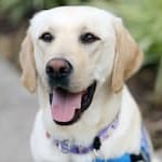 Bryn, Yellow Labrador retriever wearing a purple bandana outdoors.