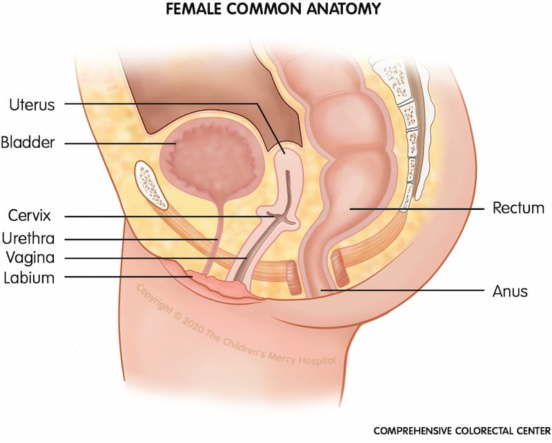 Anatomy of a female baby born without malformation.