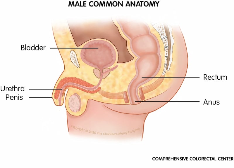 Anatomy of a male baby born without malformation.